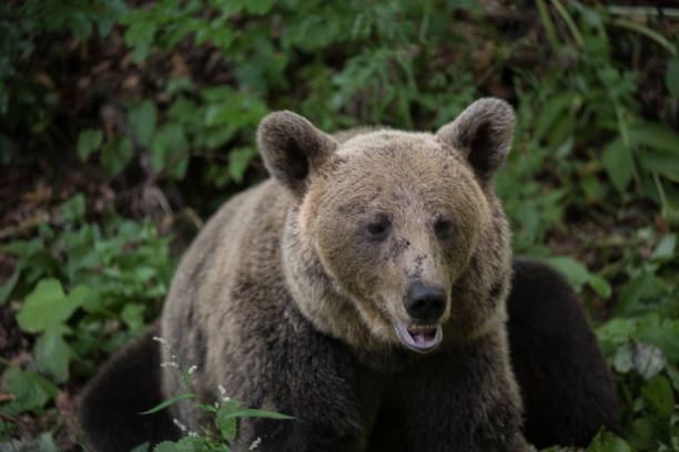 istock Brown bear in the wilderness, Ursus arctos 2004757524