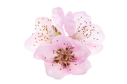 pink sakura flowers isolated on white background
