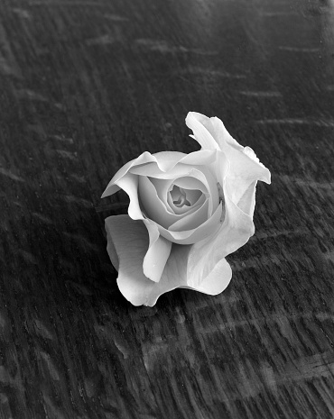 White rose arranged on a piece of driftwood out of the Vienne river in France
