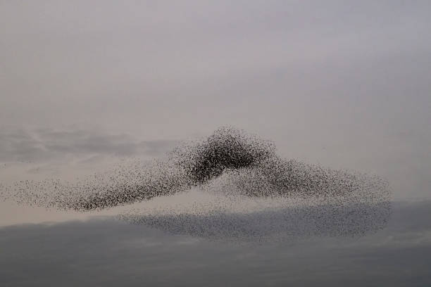 istock Starling murmuration during sunset at the end of the day 2004772040