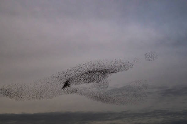 istock Starling murmuration during sunset at the end of the day 2004772546