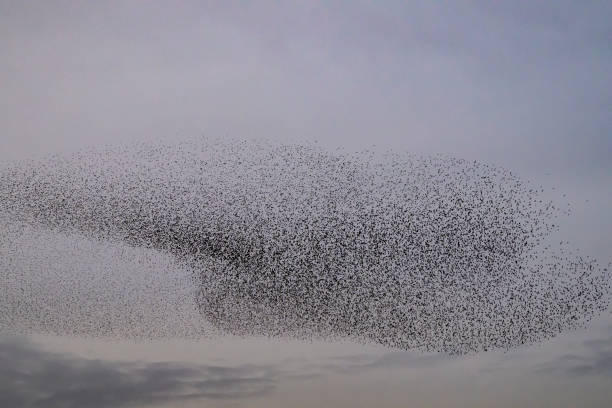 istock Starling murmuration during sunset at the end of the day 2004774176