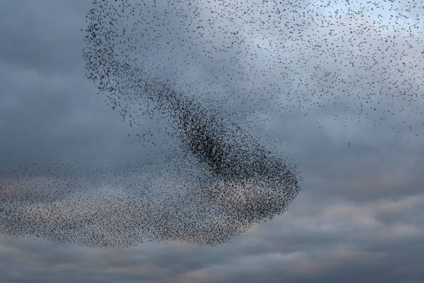 istock Starling murmuration during sunset at the end of the day 2004774722