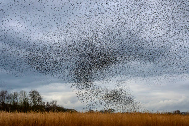 istock Starling murmuration during sunset at the end of the day 2004775768