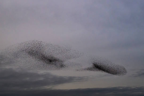 istock Starling murmuration during sunset at the end of the day 2004775775