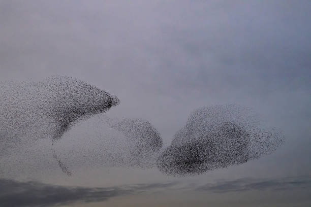 istock Starling murmuration during sunset at the end of the day 2004777970