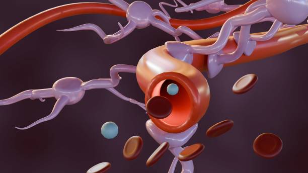 istock astrocytes attach to blood vessel 2004780150