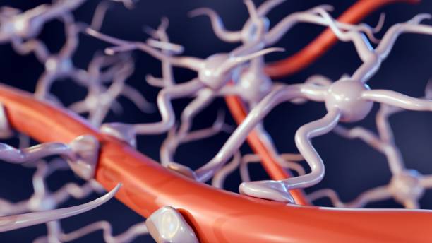 istock astrocytes attach to blood vessel 2004780165