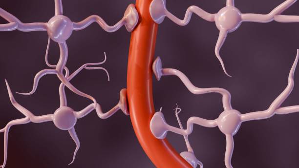 istock astrocytes attach to blood vessel 2004780179