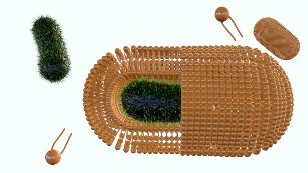Animal cell. Internal structure. 3d illustration. 