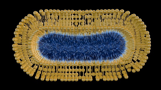3d rendering of Bacteria are coated with an extra self-assembled lipid membrane to improve their survival against environmental assaults.