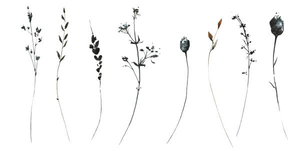istock Watercolor floral set of black, gray, brown wild herbs, spikelets, branches, twigs. Traced vector drawing. 2004781305