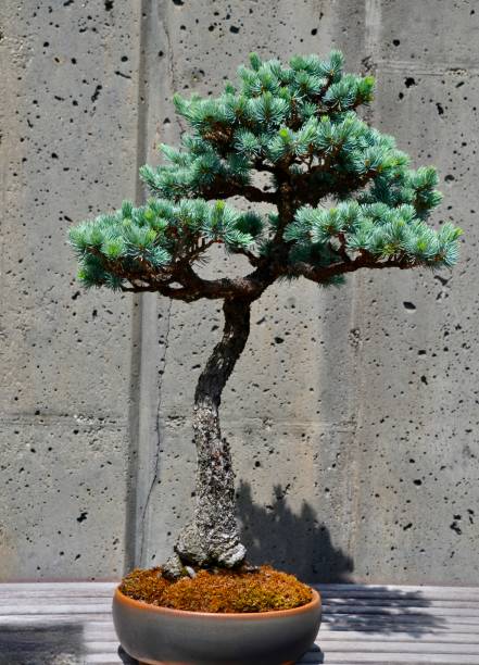 istock Blue Atlas Cedar Bonsai tree adorned with vibrant green branches 2004793675