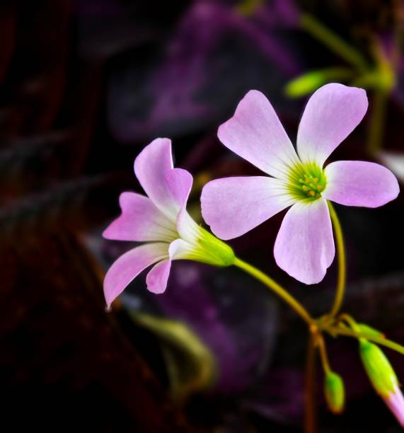 istock Closeup shot of false shamrock flowers, Oxalis triangularis 2004807928