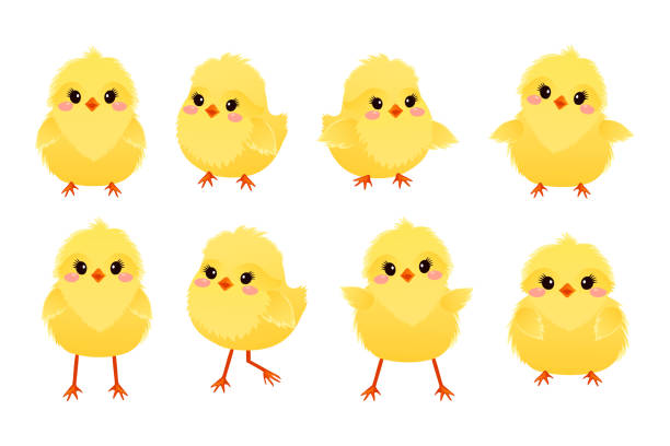 istock Collection of cute cartoon chickens. Yellow funny Easter chickens. Spring poultry babies in different poses. Vector illustration. 2004807952