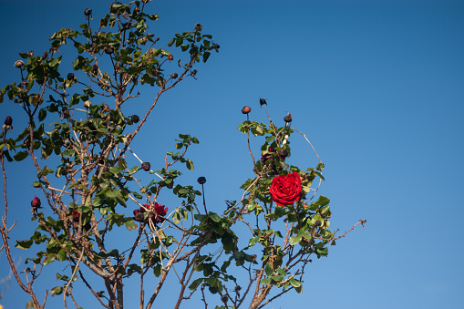 The beautiful red flower with blue sky in the winter.