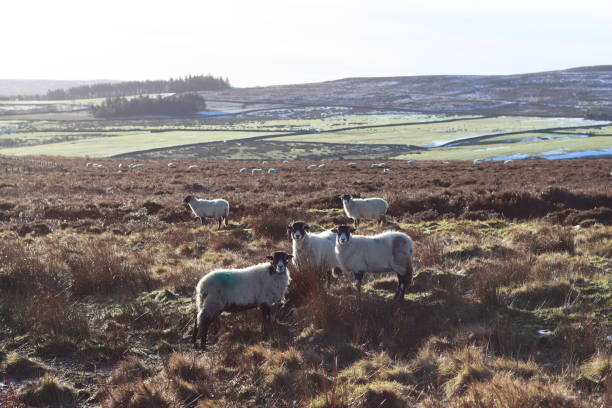 Grazing sheep in Yorkshire moorland, England