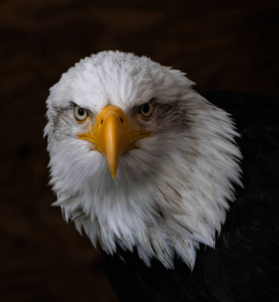 istock Bald Eagle outside in Haines, Alaska in July 2023 2004821291