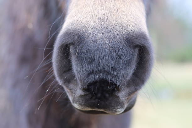 close up of a horse's muzzle - protection animal autumn close to fotografías e imágenes de stock