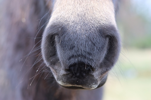 A close-up of the muzzle of a horse in stable in Newcastle upon Tyne, England.