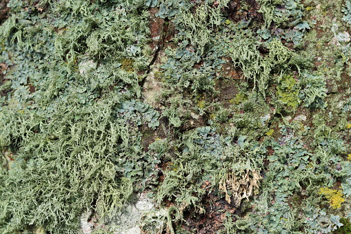 Close up of conifer tree bark covered in lichen