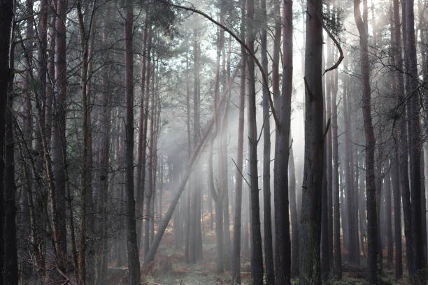 istock Sunlight shining through mist in a woodland 2004857918