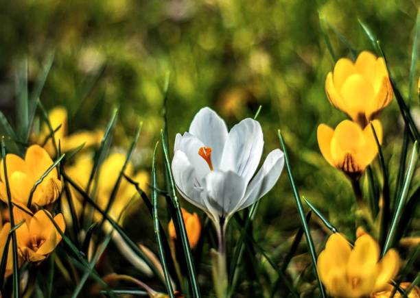 Vivid petals of white tulips with stunning yellow centers gracefully unfold amidst a lush garden, embodying the beauty and vibrancy of springtime. A nature-inspired capture with evocative details.