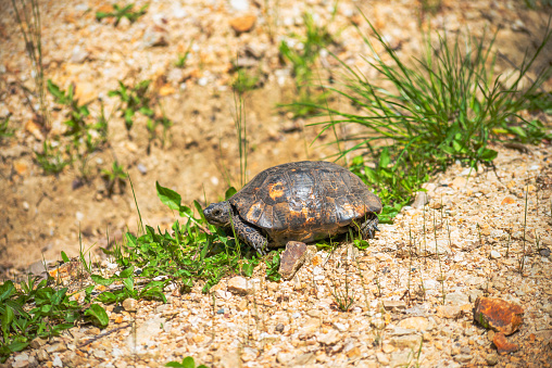 A testudo, or tortoise, in its natural habitat, showcasing the slow and steady pace of this shell-covered reptilian creature in the wild