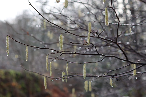 Rain drops on birch tree catkins