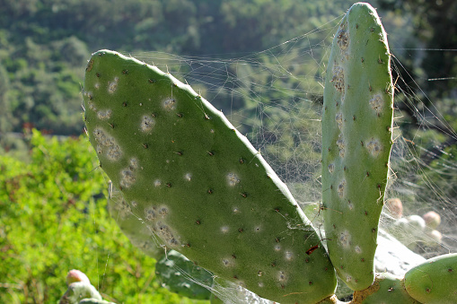 Opuntia cochineal scale (Dactylopius coccus) on the leaf of an Opunitie (Opuntia), Gran Canaria, Canary Islands, Spain.