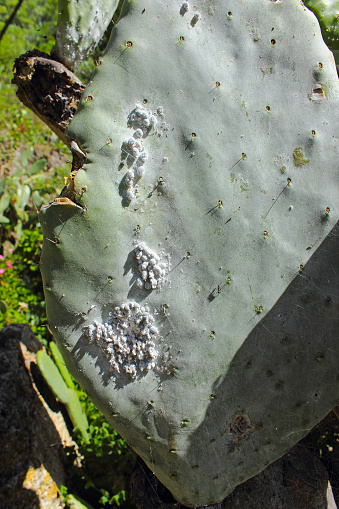 Opuntia cochineal scale (Dactylopius coccus) on the leaf of an Opunitie (Opuntia), Gran Canaria, Canary Islands, Spain.