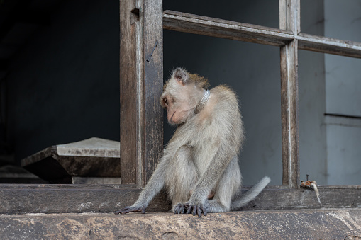 Macaque monkey with silver collar perched on windowsill of historical building
