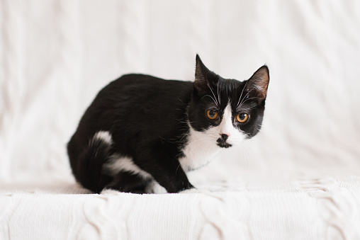 Cute black and white cat sitting on sofa indoors