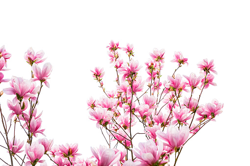 Magnolia flowersSee also: