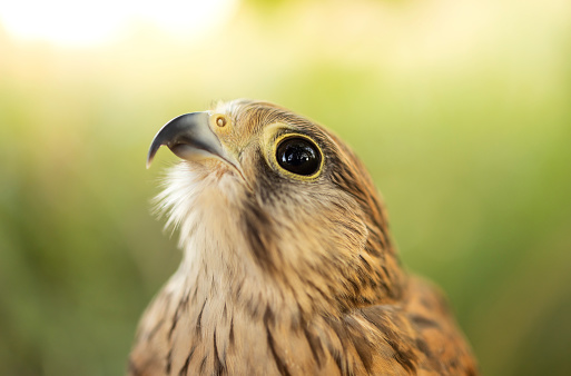 Close-up portrait of a falcon. Slow motion.