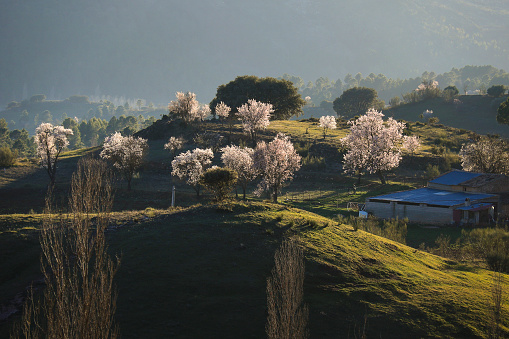Almond trees in bloom in the natural park of Sierra de Cazorla y Segura