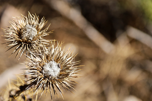 Onopordum Acanthium plant in sierra del Segura y Cazorla, Spain