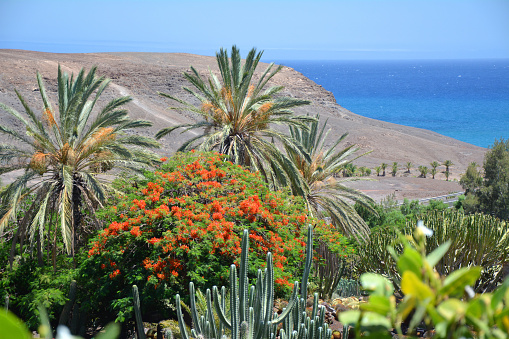 Palm trees and cacti botanical garden on Fuerteventura island, Canaries. Beautiful landscape and Atlantic ocean view.