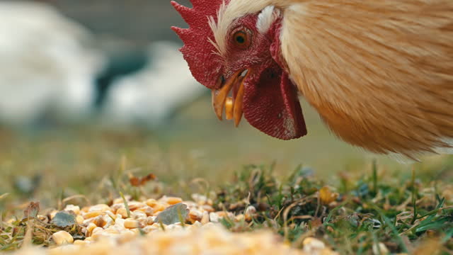SLO MO Closeup Side View of Chicken Eating Fresh Corn Kernels on Farm in Countryside