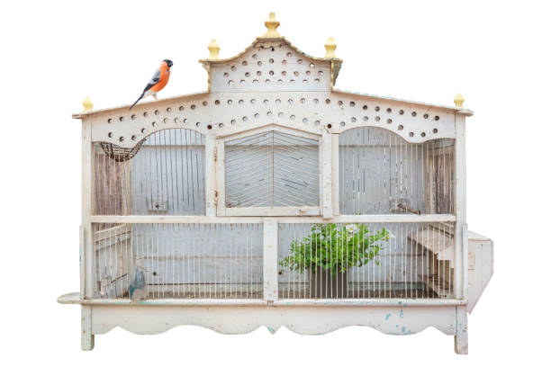 Ancient white painted wooden bird cage with small red bird isolated on a white background