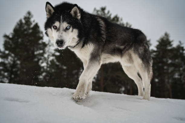 istock Husky dog with multi-colored eyes in a winter forest, photo below. 2004938102