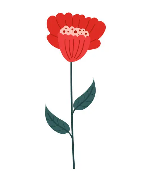 Vector illustration of Red flower on a long green stem with leaves. Botanical vector illustration hand drawn, flat. Suitable for herbarium, ornaments, color icons