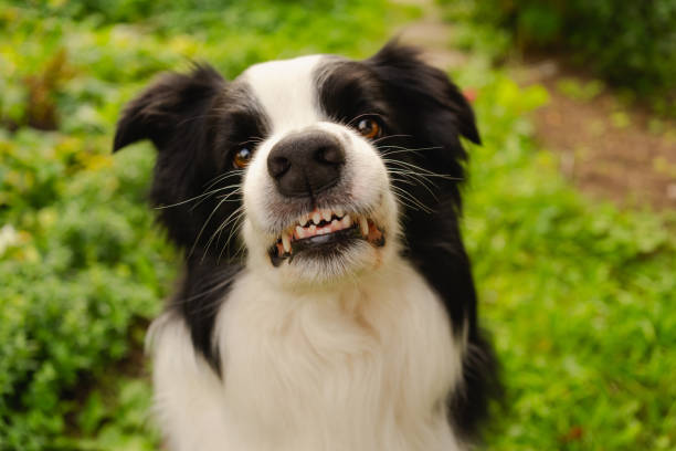Dangerous angry dog. Aggressive puppy dog border collie baring teeth fangs looking aggressive dangerous. Guardian growling scary dog ready for attack. Pet infected by rabies.. Dangerous angry dog. Aggressive puppy dog border collie baring teeth fangs looking aggressive dangerous. Guardian growling scary dog ready for attack. Pet infected by rabies. nasty dog stock pictures, royalty-free photos & images