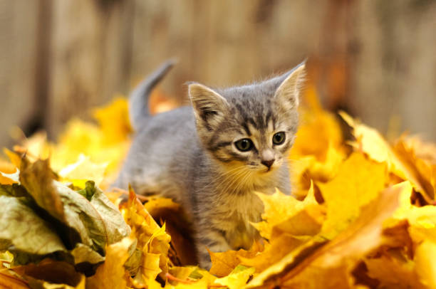 A grey kitten in autumn leaves