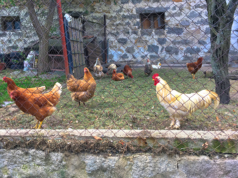 Horizontal Photo of a Rustic Farmland With Chickens and Rooster Inside Coop in Back Yard