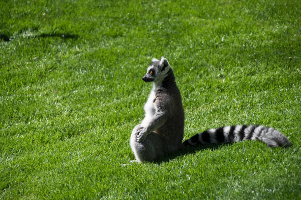 Katta / Ring-tailed Lemur / Lemur catta