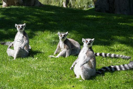 Three ring-tailed lemurs looking at camera