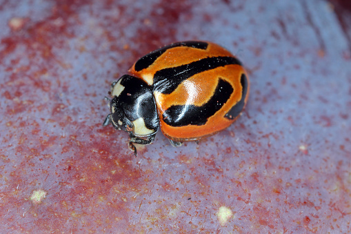 Coccinella miranda. A species of ladybug endemic to the Canary Islands.