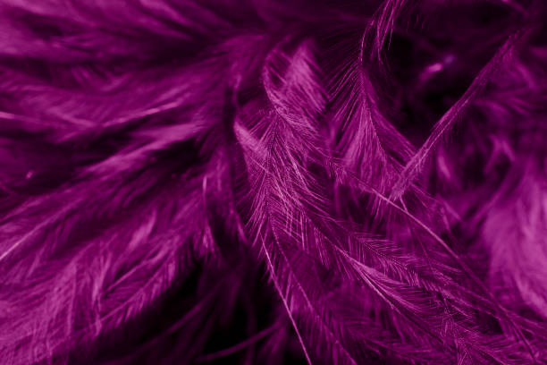 istock purple litle feather macro foto 2004968464