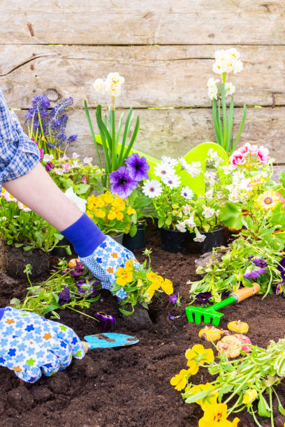 istock Gardener planting Viola in the ground 2004969033